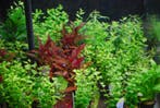 Aquariumplanten mix pakket 24 stuks - 5cm pot, Dieren en Toebehoren, Vissen | Aquaria en Toebehoren, Ophalen of Verzenden, Nieuw