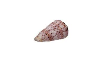 Kleurrijk verzamelobject: Conus aurisiacus (45 mm) –