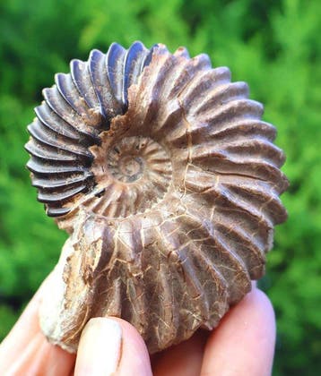 Ammoniet van Troyes - Gefossiliseerde schelp - Hoplites