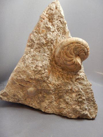Nautilus - Gefossiliseerd dier - Aturia - 15 cm - 14 cm