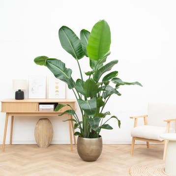 Green Bubble - Strelitzia Nicolai XL - 225cm - Ø34 - 45 cm, Ophalen of Verzenden