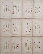 Diedrich Franz Leonhard von Schlechtendal (1794 / 1866) -