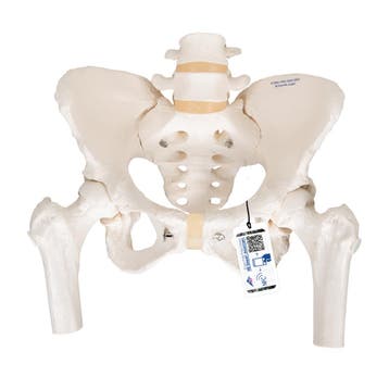 Anatomie model bekken en lumbale wervelkolom vrouw, Nieuw