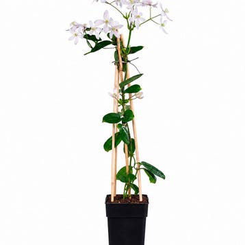 Bosrank ‘Apple Blossom’ (Armand) container (15) Clemat, Verzenden, Overige soorten, Struik