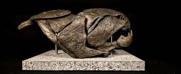 Replica Dunkleosteus 20 cm - Fossiele schedel