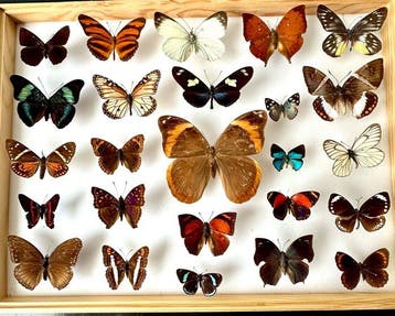 Museale historische entomologische collectie van 25, Nieuw