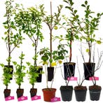 Voedselbos pakket - 20 Fruitplanten - Op 25m2 Wildplukken!, Lente, Verzenden, In pot, Appelboom