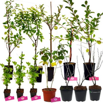 Voedselbos pakket - 20 Fruitplanten - Op 25m2 Wildplukken!, Lente, Verzenden, In pot, Appelboom