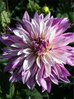 Dahlia Labyrinth Tweekleurig (Dahlia’s kopen?), Ophalen of Verzenden