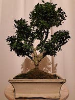 ilex bonsai (japanse hulst) - Hoogte (boom): 27 cm - Diepte