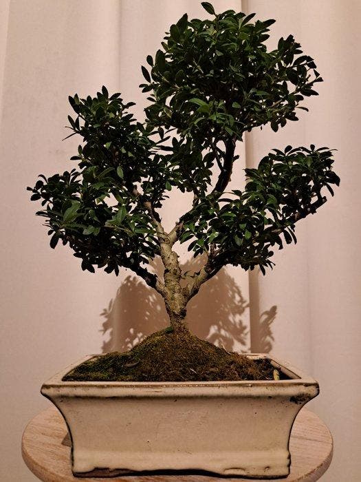 ilex bonsai (japanse hulst) - Hoogte (boom): 27 cm - Diepte, Antiek en Kunst, Curiosa en Brocante