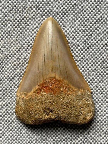 Megalodon-tand 4,8 cm - Fossiele tand - Carcharocles
