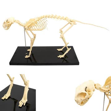 Anatomie model skelet kat, Nieuw