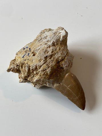 Zeereptiel - Gefossiliseerde kaak - Mosasaurus sp. - 9 cm -, Verzamelen, Mineralen en Fossielen