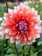 Dahlia Holland festival (Oranje-wit, Dahlia’s kopen?), Ophalen of Verzenden