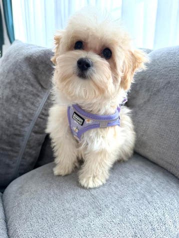 Speelse, gezonde maltipoo teefjes kleinblijvend, Parvo, Overige rassen, 8 tot 15 weken, Teef