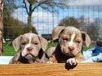 Old English Bulldog pups! t Gezonde type. Mogen mee!, Parvo, Nederland, 8 tot 15 weken, Bulldog