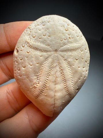 Zee-egel “Oude moord” – voorafgaand - Gefossiliseerde schelp