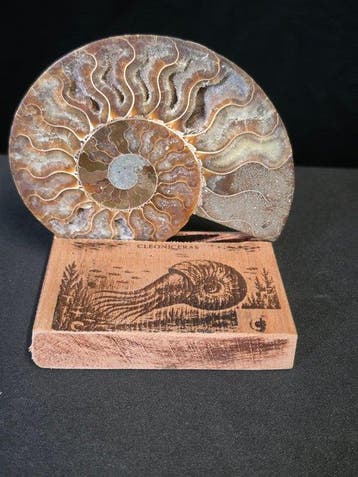 Ammoniet - Gefossiliseerd dier - Cleoniceras Ammonite