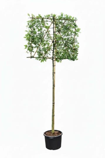 Quercus palustris leiboom, Tuin en Terras