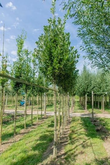 Quercus x warei Regal Prince hoogstam 16/18