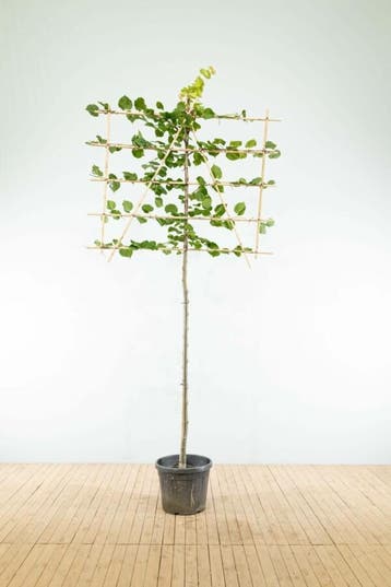 Tilia x europaea Pallida leiboom 14/16 150cm stam 150b x