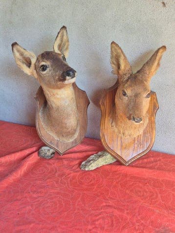 Reebok Taxidermie wandmontage - Capreolus capreolus - 2, Nieuw