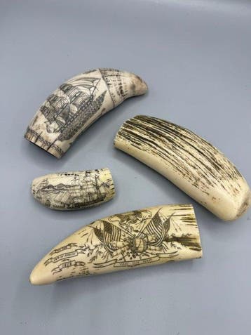 Potvis Taxidermie replica montage - Replica screemshaw dente