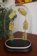 Insekt Taxidermie volledige montage - Phyllium Pulchrifolium