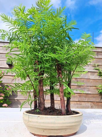 metasequoia bos in bonsaischaal - Hoogte (boom): 27 cm -