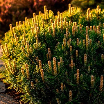 Pinus mugo mughus container (P15) Coniferen, Groen, Verzenden, Conifeer, Struik