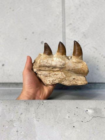 Mosasaurus - Fossiele tanden - 20 cm - 14 cm (Zonder, Verzamelen, Mineralen en Fossielen