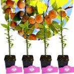 Diospyros lotus + pot 9cm 4 pcs, Verzenden, Volle zon