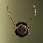 Rendier Gewei Taxidermie Opgezette Dieren By Max, Verzamelen, Dierenverzamelingen, Ophalen of Verzenden, Nieuw, Wild dier, Opgezet dier