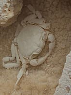 Baby Krab - Fossiel skelet - 45 mm - 73 mm (Zonder