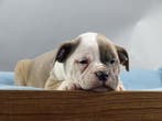 Old English Bulldog pups! | Binnenkort beschikbaar !, Parvo, Nederland, 8 tot 15 weken, Bulldog