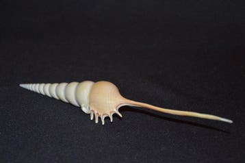 Zeeslak Zeeschelp - S-379 TIBIA FUSUS (Zonder minimumprijs), Antiek en Kunst