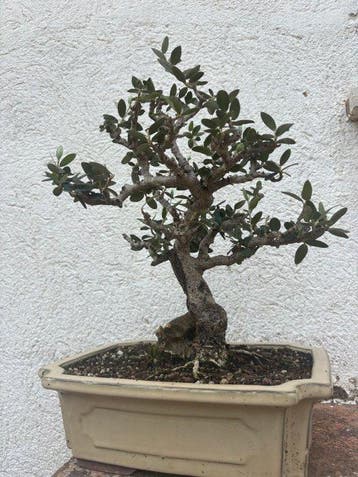 Olijf bonsai (Olea europaea) - Hoogte (boom): 33 cm - Diepte