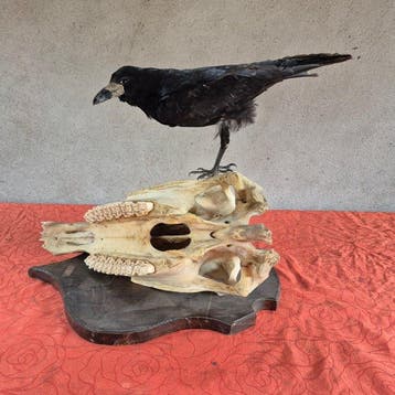 Kraai freux - Percheron paard Taxidermie wandmontage -