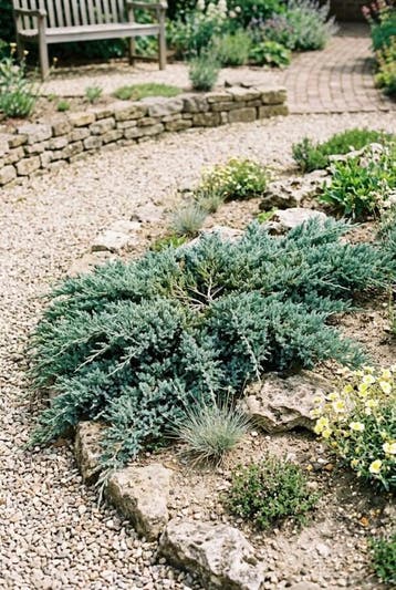 Juniperus horizontalis Icee Blue Struik, Tuin en Terras