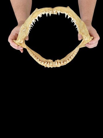 Haai Taxidermie volledige montage - Carcharhinus sp. - 24 cm