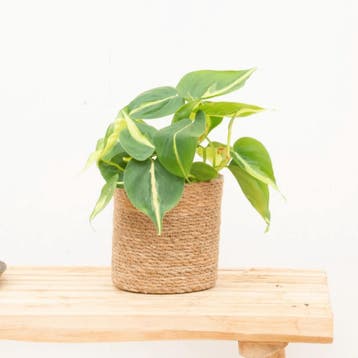 Green Bubble - Philodendron Brasil  - 20 cm - Ø12 cm, Ophalen of Verzenden