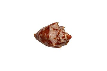 Cymbiola aulica aulica - Zeldzaam XL-formaat - Uitzonderlijk, Verzamelen, Nieuw