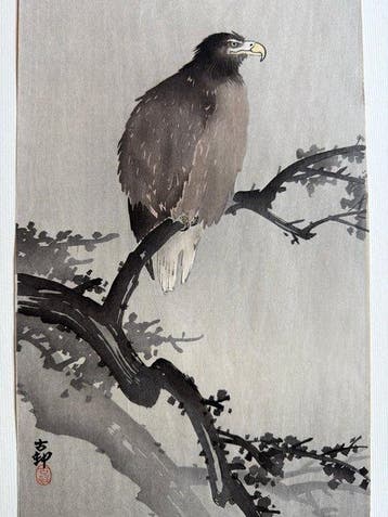 Eagle on a Plum Branch - Ohara Koson (1877-1945) - Japan