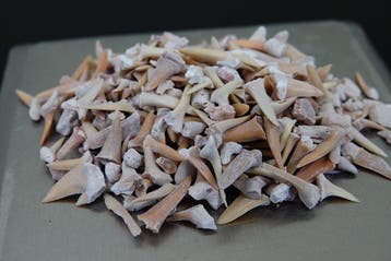 100 gram fossiele haaientandjes --NO RESERVEPRiCE-- -
