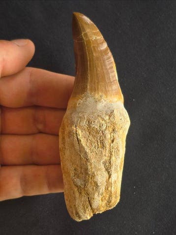 Mosasaurus - Fossiele tand - 11.2 cm (Zonder minimumprijs), Verzamelen, Mineralen en Fossielen