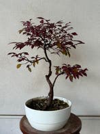 bonsai van Loropetalum - Hoogte (boom): 40 cm - Diepte, Antiek en Kunst