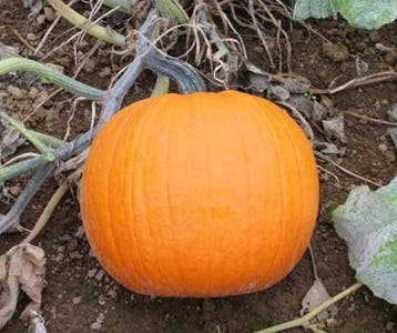 Duchess F1 PMT halloweenpompoen 50 zaden, Ophalen of Verzenden, Nieuw