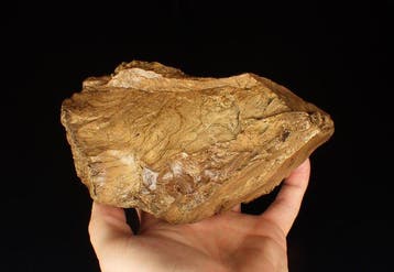 Versteend hout met fluorescerend barnsteen Exemplaar -