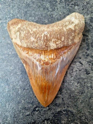 Megalodon - Fossiele tand - 12.4 cm - 9 cm